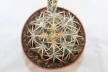 Gymnocalycium spegazzinii v punillense EL Obelisco (3)