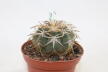 Gymnocalycium spegazzinii v punillense EL Obelisco (4)