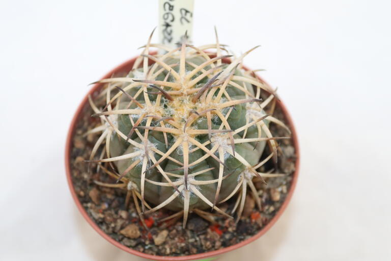 Gymnocalycium spegazzinii v punillense EL Obelisco (2)