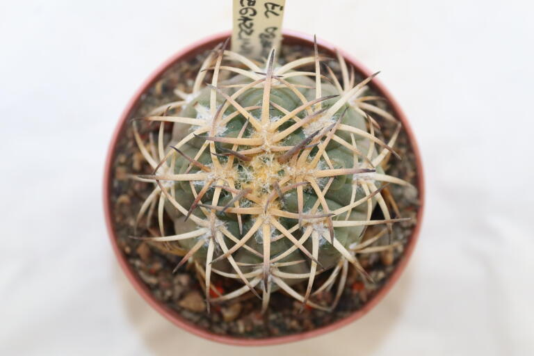 Gymnocalycium spegazzinii v punillense EL Obelisco (3)