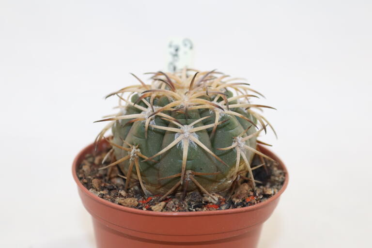 Gymnocalycium spegazzinii v punillense EL Obelisco (4)