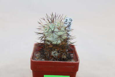 Ortegocactus macdougallii