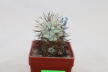 Ortegocactus macdougallii