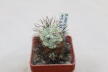 Ortegocactus macdougallii (2)