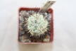 Ortegocactus macdougallii (3)