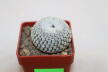 Turbinicarpus pseudopectinatus albiflorus = 3,5 cm