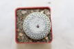 Turbinicarpus pseudopectinatus albiflorus = 3,5 cm (2)