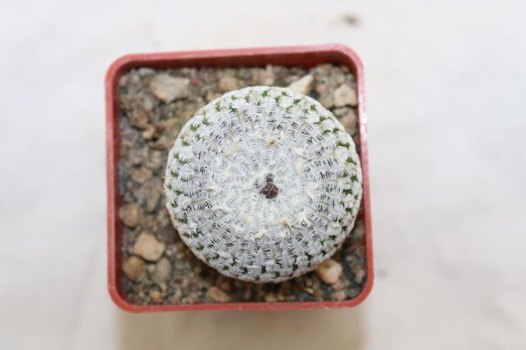 Turbinicarpus pseudopectinatus albiflorus = 3,5 cm (2)