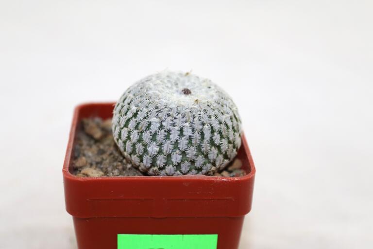 Turbinicarpus pseudopectinatus albiflorus = 3,5 cm (3)