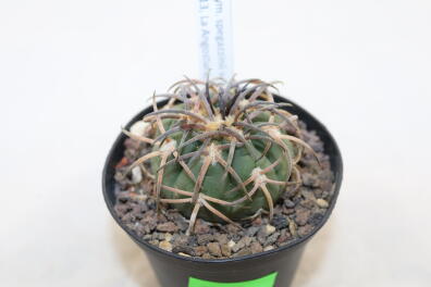 Gymnocalycium spegazzinii var punillense PC 413 La Angostura
