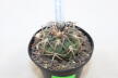 Gymnocalycium spegazzinii var punillense PC 413 La Angostura