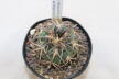 Gymnocalycium spegazzinii var punillense PC 413 La Angostura (2)