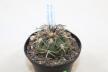 Gymnocalycium spegazzinii var punillense PC 413 La Angostura (3)