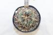 Gymnocalycium spegazzinii var punillense PC 413 La Angostura (4)