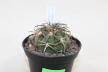Gymnocalycium spegazzinii var punillense PC 413 La Angostura (5)