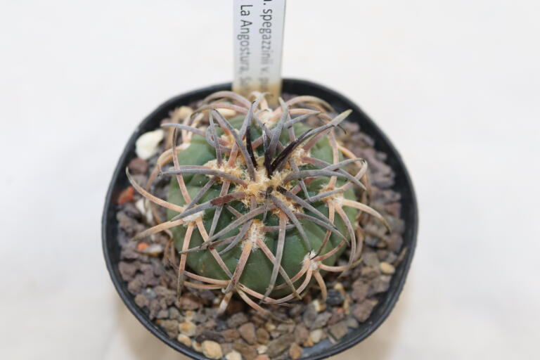 Gymnocalycium spegazzinii var punillense PC 413 La Angostura (2)