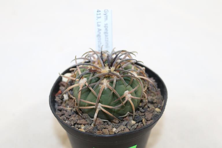 Gymnocalycium spegazzinii var punillense PC 413 La Angostura (3)