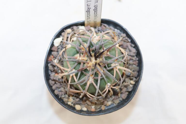 Gymnocalycium spegazzinii var punillense PC 413 La Angostura (4)