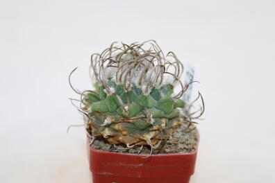 Turbinicarpus schwarzii v rubriflorus 