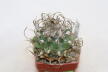 Turbinicarpus schwarzii v rubriflorus  (2)
