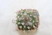 Turbinicarpus schwarzii v rubriflorus  (4)