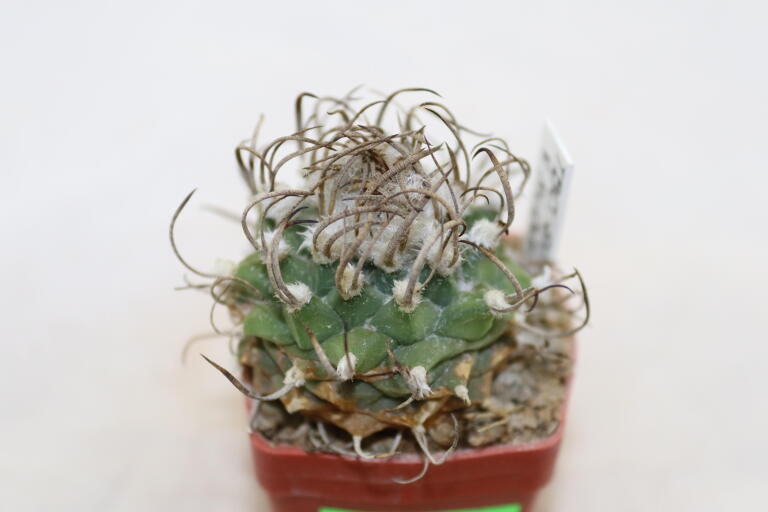 Turbinicarpus schwarzii v rubriflorus  (2)
