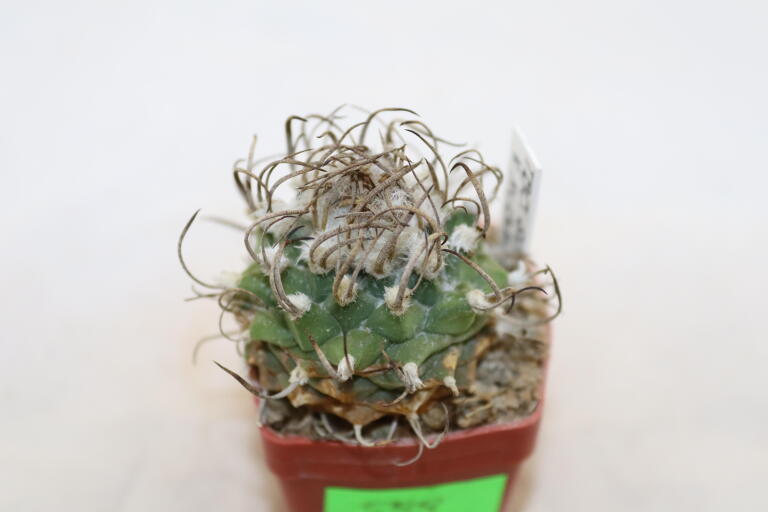 Turbinicarpus schwarzii v rubriflorus  (3)