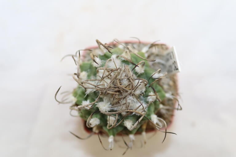 Turbinicarpus schwarzii v rubriflorus  (4)