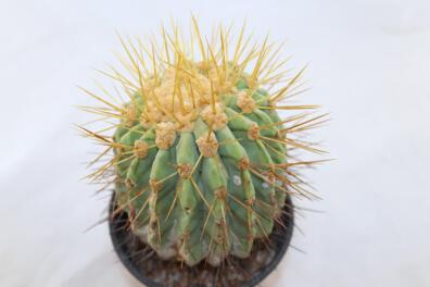 Copiapoa haseltoniana BIG Plant