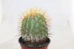 Copiapoa haseltoniana BIG Plant (2)