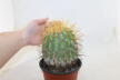 Copiapoa haseltoniana BIG Plant (3)