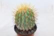 Copiapoa haseltoniana BIG Plant (4)