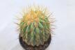 Copiapoa haseltoniana BIG Plant