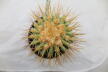 Copiapoa haseltoniana BIG Plant (5)