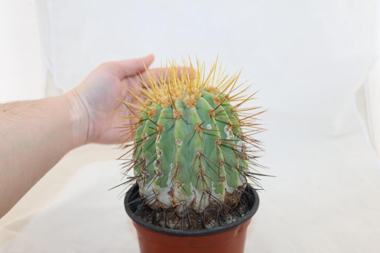 Copiapoa haseltoniana BIG Plant (3)