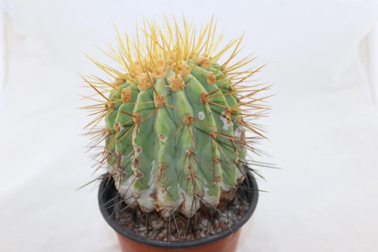 Copiapoa haseltoniana BIG Plant (4)