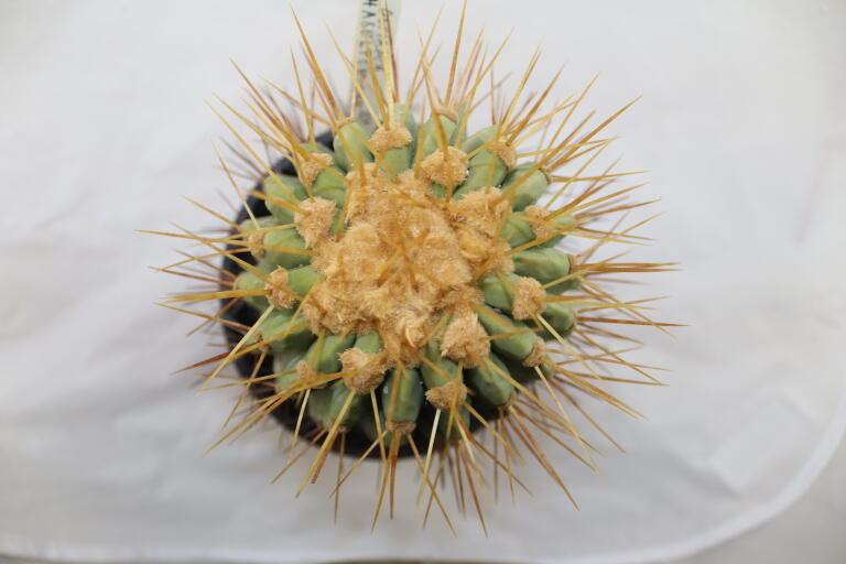 Copiapoa haseltoniana BIG Plant (5)