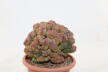 Lobivia sp. CRISTATA GIANT (2)