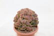 Lobivia sp. CRISTATA GIANT