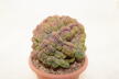 Lobivia sp. CRISTATA GIANT (5)