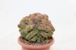 Lobivia sp. CRISTATA GIANT (6)
