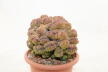 Lobivia sp. CRISTATA GIANT (8)