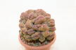 Lobivia sp. CRISTATA GIANT (9)