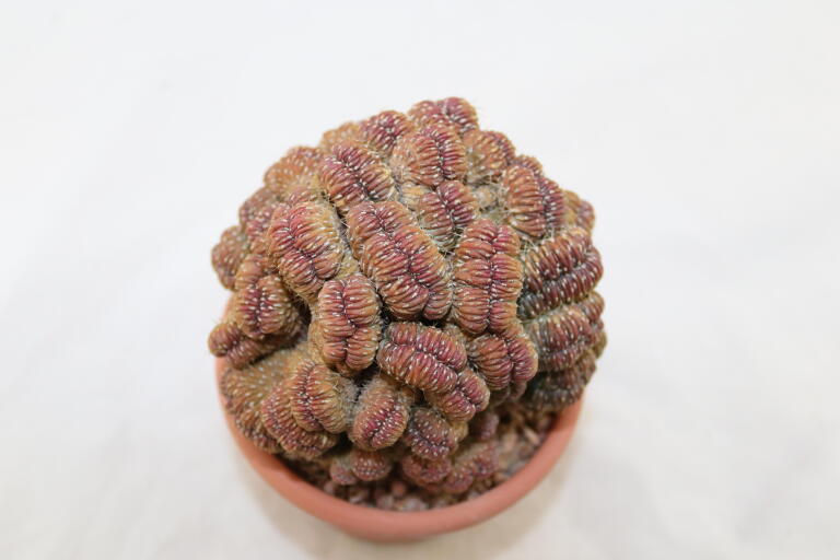 Lobivia sp. CRISTATA GIANT (3)