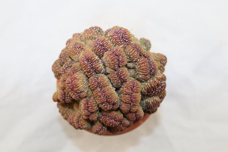 Lobivia sp. CRISTATA GIANT (4)
