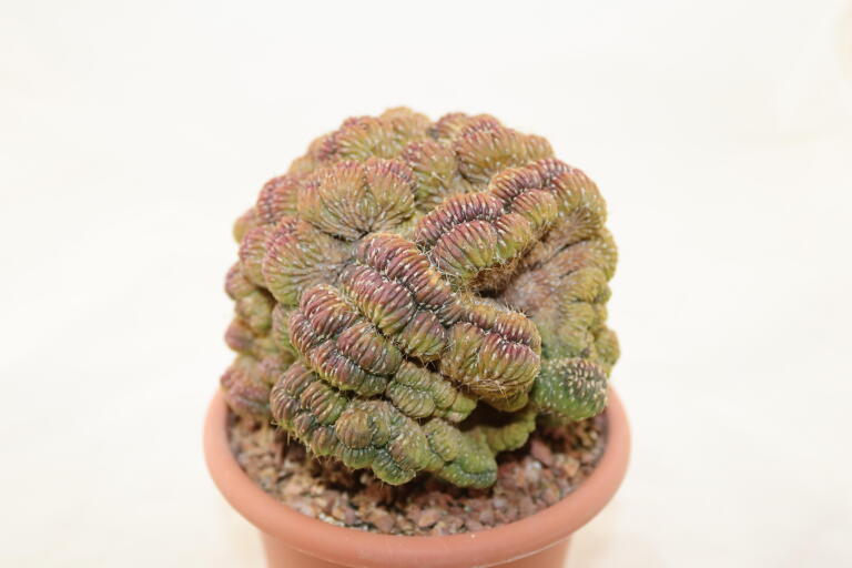 Lobivia sp. CRISTATA GIANT (5)