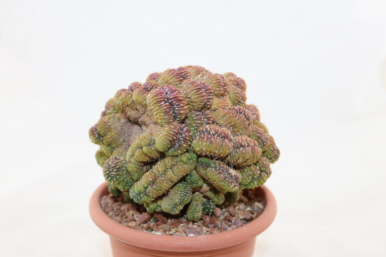 Lobivia sp. CRISTATA GIANT (6)