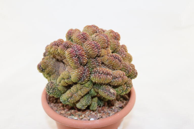 Lobivia sp. CRISTATA GIANT (7)