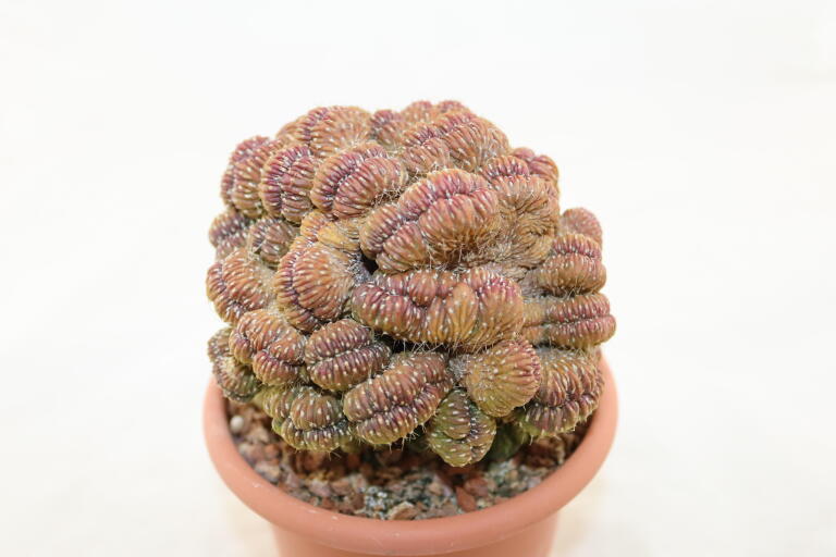 Lobivia sp. CRISTATA GIANT (9)