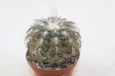 Gymnocalycium spegazzinii TOM 06 - 82/1